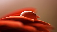 Nature Flowers forests