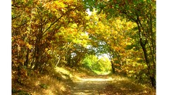 Nature Flowers forests