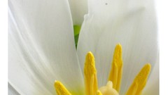 Nature Flowers forests