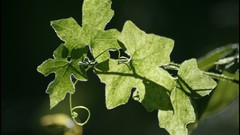 Nature Flowers forests