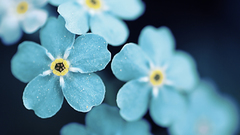 Nature Flowers Forget-me-nots blue