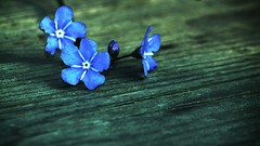 Nature Flowers Forget-me-nots blue