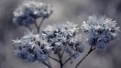 Nature Flowers Frozen