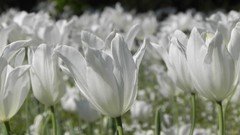 Nature Flowers Garden