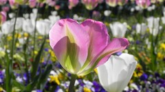 Nature Flowers Garden