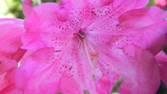 Nature Flowers Garden