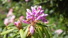 Nature Flowers Garden