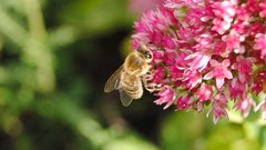 Nature Flowers Garden bees