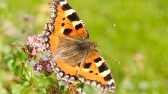 Nature Flowers Garden Butterflies