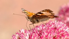 Nature Flowers Garden Butterflies