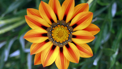 Nature Flowers Gazanias