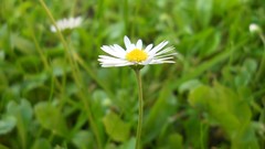 Nature Flowers grass