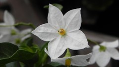 Nature Flowers grass