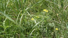 Nature Flowers grass
