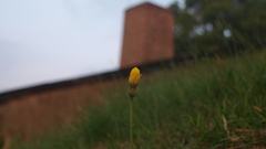 Nature Flowers grass