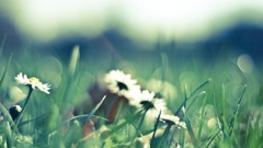 Nature Flowers grass Daisy