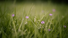 Nature Flowers grass depth