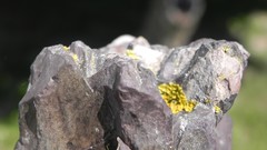 Nature Flowers grass grain