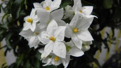 Nature Flowers grass grain