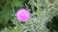 Nature Flowers grass grain