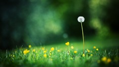 Nature Flowers grass macro