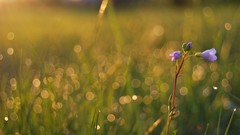 Nature Flowers grass macro