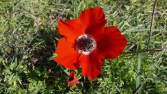 Nature Flowers grass Plants
