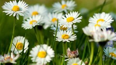 Nature Flowers grass spring