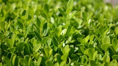 Nature Flowers grass summer