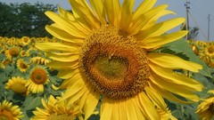 Nature Flowers Hearts Sunflowers
