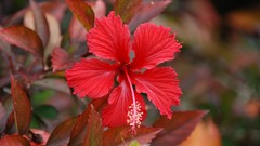 Nature Flowers hibiscus
