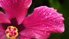 nature Flowers hibiscus pink flowers Plants