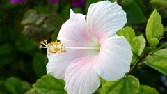 Nature Flowers hibiscus white