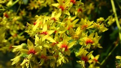 Nature Flowers Honeysuckle yellow