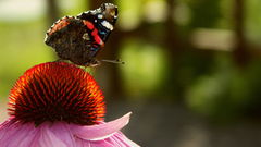 Nature Flowers insects Butterflies