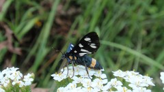 Nature Flowers insects Butterflies