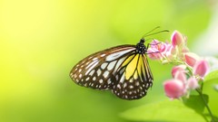 Nature Flowers insects macro
