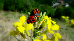 Nature Flowers insects photography