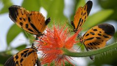 Nature Flowers insects Plants