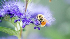 Nature Flowers insects Plants
