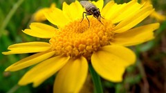 Nature Flowers insects Plants