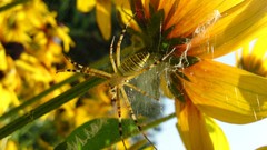 Nature Flowers insects spider