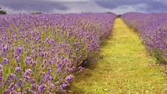 Nature Flowers lavender