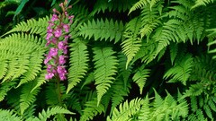 Nature Flowers leaves Ferns