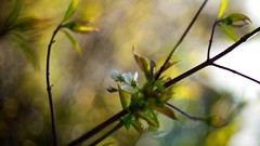 Nature Flowers leaves macro