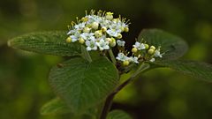 Nature Flowers leaves Plants