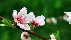 Nature Flowers leaves Plants