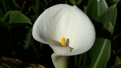 Nature Flowers Lilies