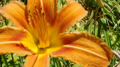 Nature Flowers lily Plants