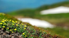 Nature Flowers little